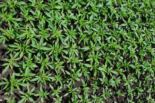 Nutiva agrees with the Dutch saying: "Fertilizer is good for the father and bad for the sons"